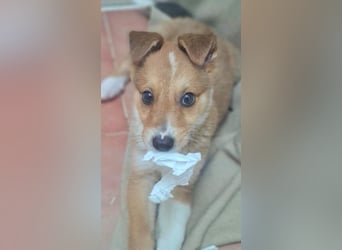 Zuckersüßer ANTON- wartet mit gepacktem Köfferchen auf sein schönes, liebevolles Zuhause