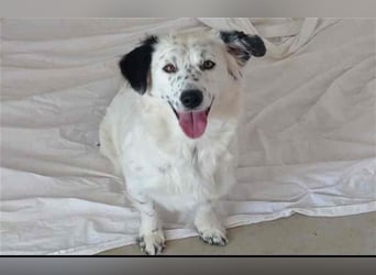 Bombón – der perfekte Name für unser Sunnygirl!