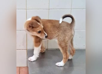 Zuckersüßer ANTON- wartet mit gepacktem Köfferchen auf sein schönes, liebevolles Zuhause