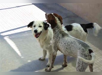 Bombón – der perfekte Name für unser Sunnygirl!