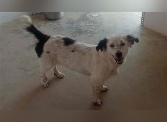 Bombón – der perfekte Name für unser Sunnygirl!