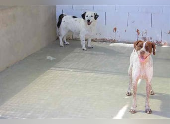 Bombón – der perfekte Name für unser Sunnygirl!