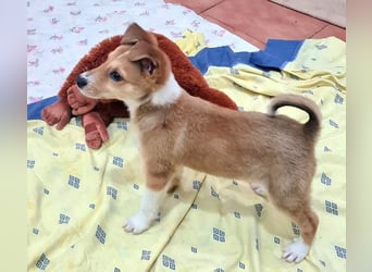 Zuckersüßer ANTON- wartet mit gepacktem Köfferchen auf sein schönes, liebevolles Zuhause