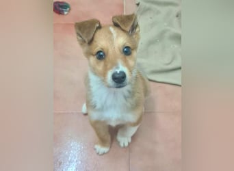 Zuckersüßer ANTON- wartet mit gepacktem Köfferchen auf sein schönes, liebevolles Zuhause