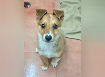 Zuckersüßer ANTON- wartet mit gepacktem Köfferchen auf sein schönes, liebevolles Zuhause