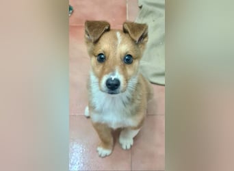 Zuckersüßer ANTON- wartet mit gepacktem Köfferchen auf sein schönes, liebevolles Zuhause