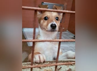 Zuckersüßer ANTON- wartet mit gepacktem Köfferchen auf sein schönes, liebevolles Zuhause