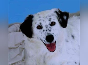 Bombón – der perfekte Name für unser Sunnygirl!