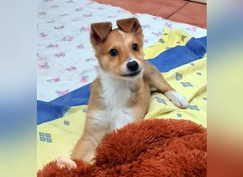 Zuckersüßer ANTON- wartet mit gepacktem Köfferchen auf sein schönes, liebevolles Zuhause