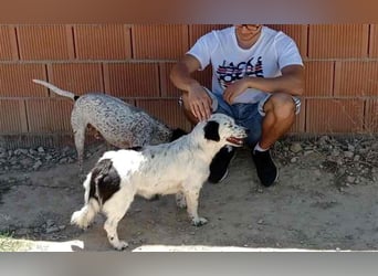 Bombón – der perfekte Name für unser Sunnygirl!