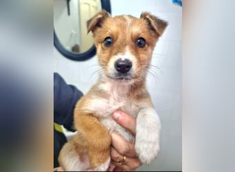 Zuckersüßer ANTON- wartet mit gepacktem Köfferchen auf sein schönes, liebevolles Zuhause