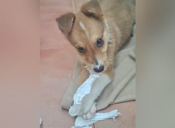 Zuckersüßer ANTON- wartet mit gepacktem Köfferchen auf sein schönes, liebevolles Zuhause