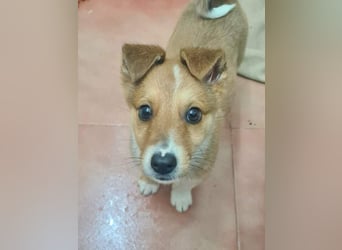 Zuckersüßer ANTON- wartet mit gepacktem Köfferchen auf sein schönes, liebevolles Zuhause