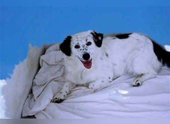 Bombón – der perfekte Name für unser Sunnygirl!