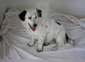 Bombón – der perfekte Name für unser Sunnygirl!