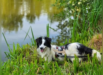 Hündin Patty – lustig, fröhlich, wasserbegeistert und ein echtes Unikat auf kurzen Beinen
