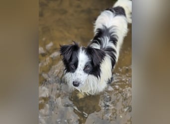 Hündin Patty – lustig, fröhlich, wasserbegeistert und ein echtes Unikat auf kurzen Beinen