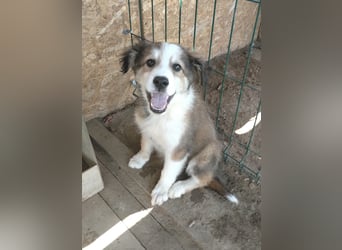 Welpendame LASSIE sucht Ihre Familie!