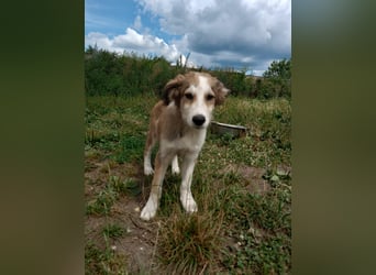 Welpendame LASSIE sucht Ihre Familie!