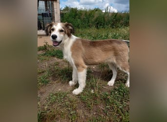 Welpendame LASSIE sucht Ihre Familie!