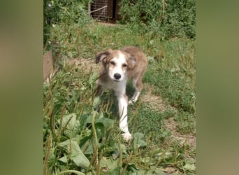 Welpendame LASSIE sucht Ihre Familie!
