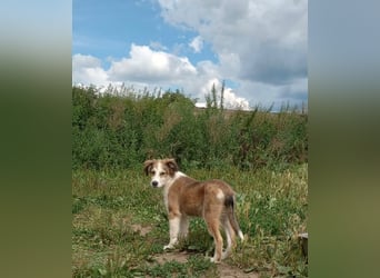 Welpendame LASSIE sucht Ihre Familie!