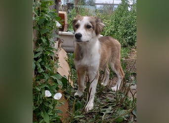 Welpendame LASSIE sucht Ihre Familie!