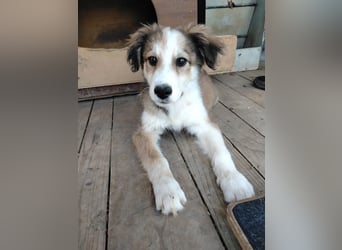 Welpendame LASSIE sucht Ihre Familie!