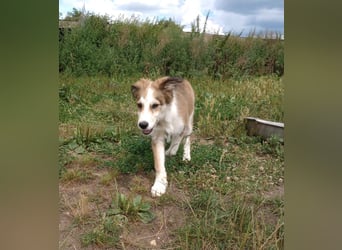 Welpendame LASSIE sucht Ihre Familie!