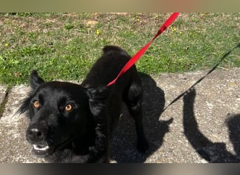 Border Collie Mischling Ella