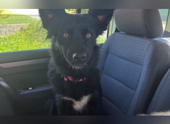 Border Collie Mischling Ella