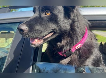 Border Collie Mischling Ella