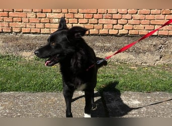 Border Collie Mischling Ella