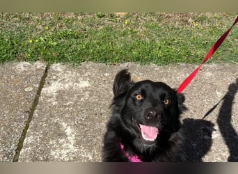 Border Collie Mischling Ella