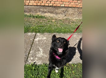 Border Collie Mischling Ella