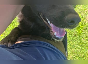 Border Collie Mischling Ella