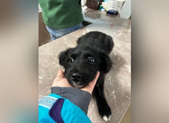 Welpenmädchen Erika in Wiehl sucht Familie