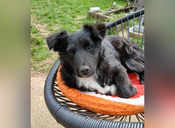 Welpenmädchen Erika in Wiehl sucht Familie