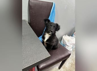 Welpenmädchen Erika in Wiehl sucht Familie