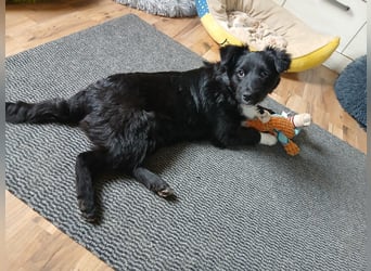 Welpenmädchen Erika in Wiehl sucht Familie