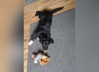 Welpenmädchen Erika in Wiehl sucht Familie