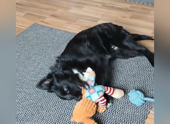 Welpenmädchen Erika in Wiehl sucht Familie