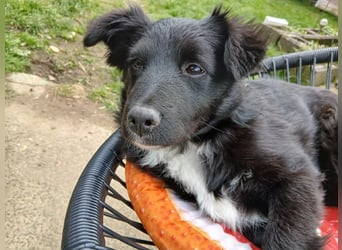 Welpenmädchen Erika in Wiehl sucht Familie