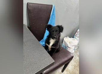 Welpenmädchen Erika in Wiehl sucht Familie