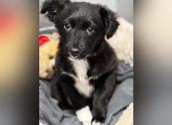 Welpenmädchen Erika in Wiehl sucht Familie