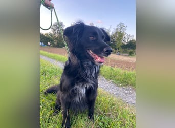 Kormos, gute-Laune Hund