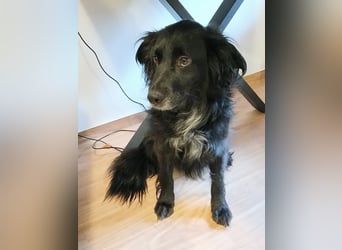 Kormos, gute-Laune Hund