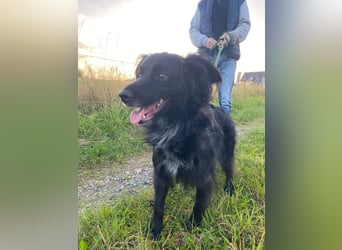 Kormos, gute-Laune Hund