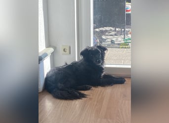 Kormos, gute-Laune Hund