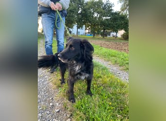 Kormos, gute-Laune Hund